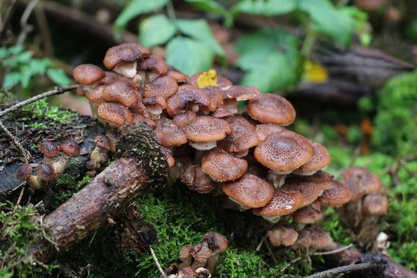 Δάσος Άγρια Μανιτάρια Φυτρώνουν Στην Stump — Φωτογραφία Αρχείου