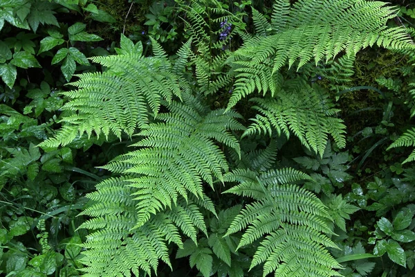 Folhas Samambaia Samambaia Planta Mais Antiga Terra — Fotografia de Stock