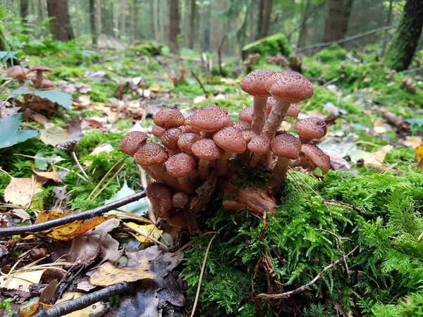 Orman / yabani mantar büyüme üzerinde güdük
