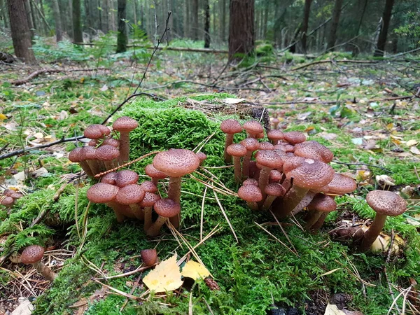 Floresta Cogumelos Selvagens Crescem Toco — Fotografia de Stock