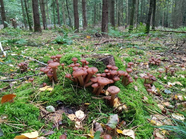 Wald Wildpilze Wachsen Auf Dem Baumstumpf — Stockfoto