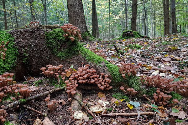 Forest / Wild mushrooms grow on the stump