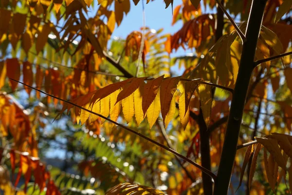 Belle Foglie Autunnali Belle Foglie Autunnali Albero Nella Foresta — Foto Stock