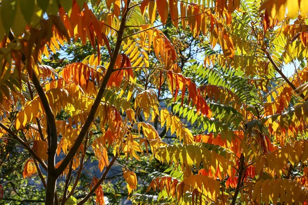 Belle Foglie Autunnali Belle Foglie Autunnali Albero Nella Foresta — Foto Stock