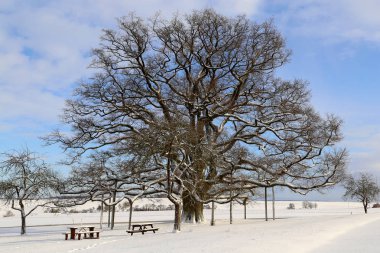 Kış manzara bir ağaç / Millennium meşe 