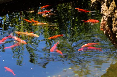 Su birikintisi. Güzel balık gölde yüzmek.