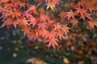 Güzel sonbahar yaprakları / ormandaki bir ağaç üzerinde güzel sonbahar yaprakları