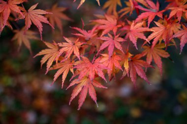 Güzel sonbahar yaprakları / ormandaki bir ağaç üzerinde güzel sonbahar yaprakları