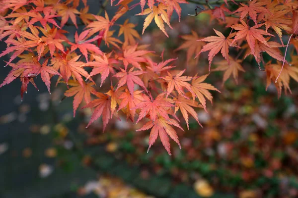 Schöne Herbstblätter Schöne Herbstblätter Auf Einem Baum Wald — Stockfoto