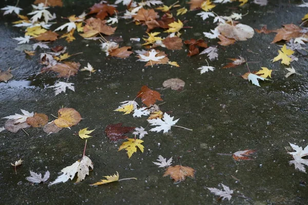 Herfst Bladeren Liggen Het Asfalt — Stockfoto