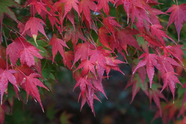 美丽的秋叶 美丽的秋叶在树上的森林 — 图库照片