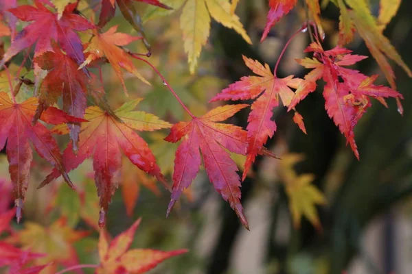 Schöne Herbstblätter Schöne Herbstblätter Auf Einem Baum Wald — Stockfoto