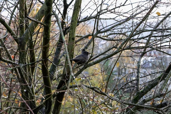 Black Bird Pássaro Preto Está Sentado Uma Árvore — Fotografia de Stock