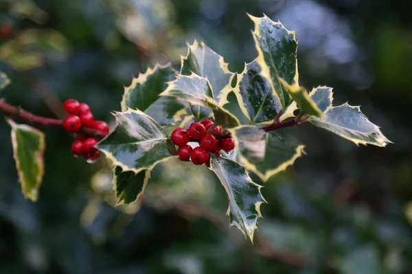 Beeren Stechpalme Mit Beeren — Stockfoto