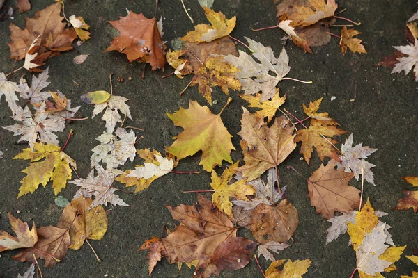 Feuilles Automne Reposent Sur Asphalte — Photo