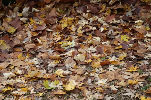 Jesienne Liście Leżą Asfalcie — Zdjęcie stockowe