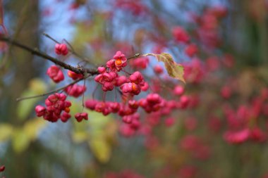 Sonbahar motifleri / Euonymus / Funda sonbaharda çiçek açan