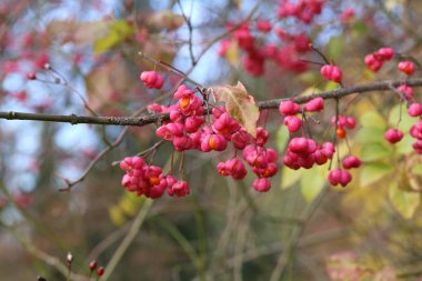 Sonbahar motifleri / Euonymus / Funda sonbaharda çiçek açan