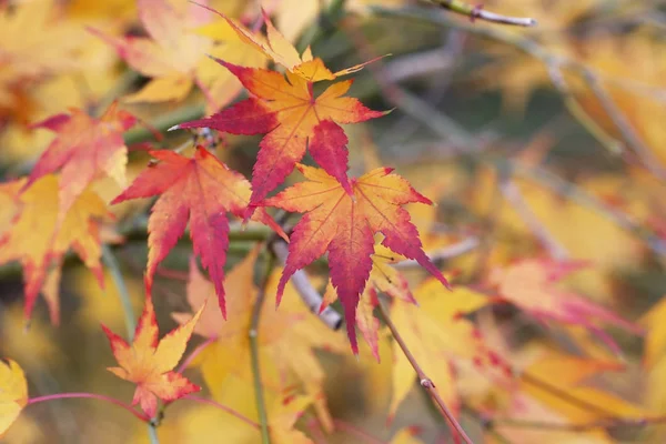 美丽的秋叶 美丽的秋叶在树上的森林 — 图库照片