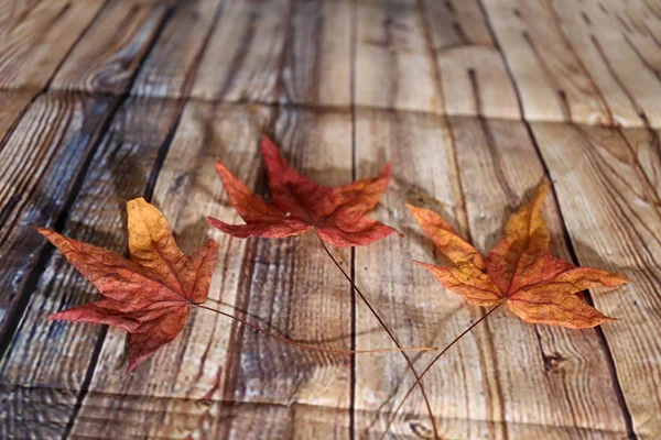 Drie Esdoorn Bladeren Samenstelling Van Drie Herfstbladeren — Stockfoto