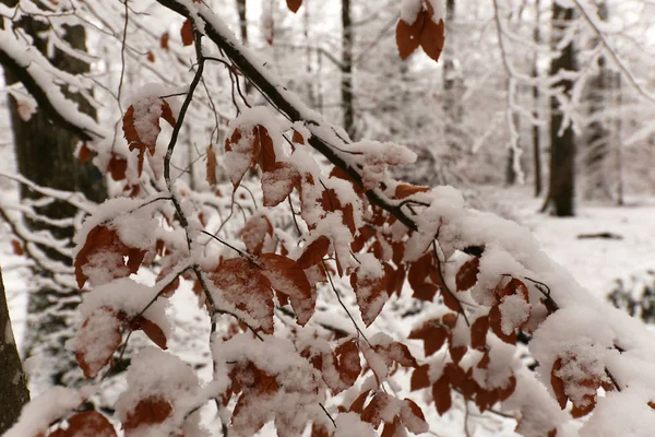 Winter Forest — Stock Photo, Image