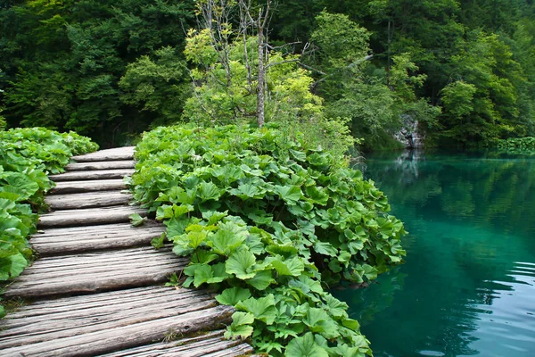 Paisagem Verão Lagos Plitvice Croácia — Fotografia de Stock