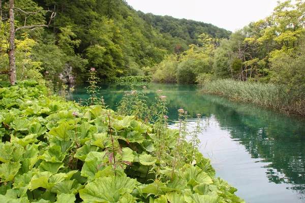 Sommarlandskap Plitvice Lakes Kroatien — Stockfoto