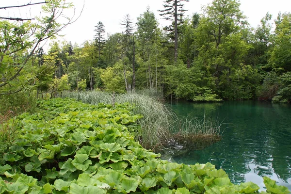 Літній Краєвид Плітвицьких Озер Хорватія — стокове фото