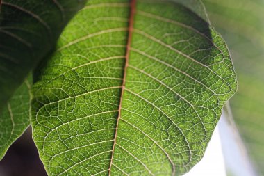 Bitki yaprak / bir ağacının yaprak yakın çekim