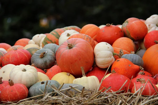 Citrouilles Citrouilles Décoratives Multicolores Sur Festival Automne — Photo