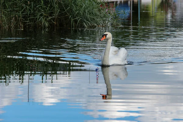 Swan Pływa Wzdłuż Jeziora — Zdjęcie stockowe