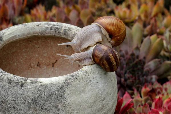 Fauna Snail Curious Snails — Stock Photo, Image