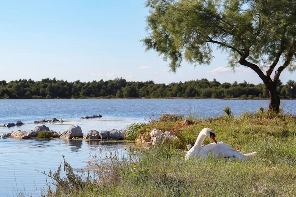 Cygne Nage Long Lac — Photo