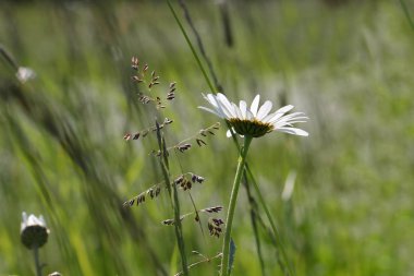 Güneşli bir yaz gününde çayır çiçekleri