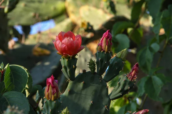 Cacti Bunga Indah Dari Kaktus — Stok Foto