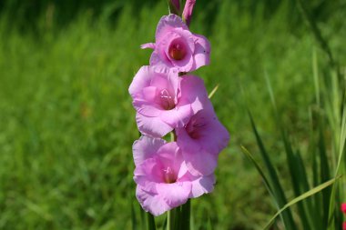Yaz bahçesindeki Gladiolus çiçeğinin başı.