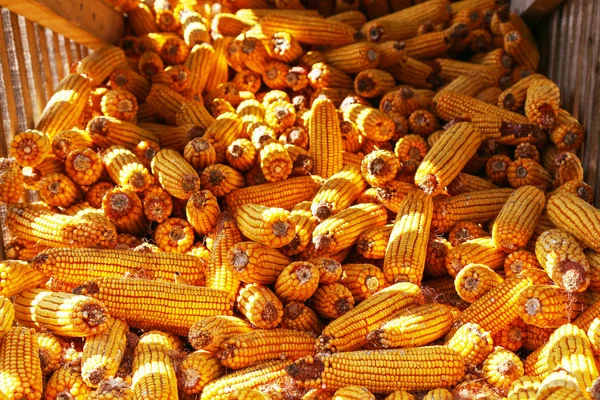 Close Corn Barn — Stock Photo, Image