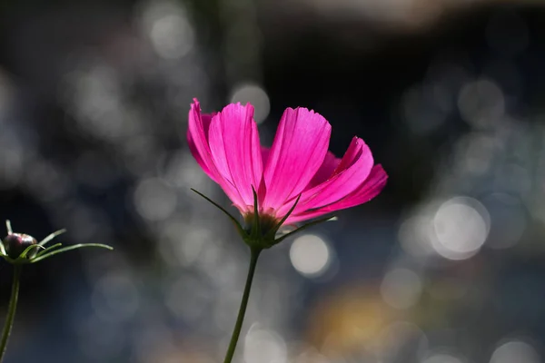 Schöne Gartenblumen Cosmea Schöne Gartenblumen — Stockfoto