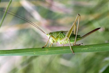 Çimenlerin üzerinde oturan çekirge