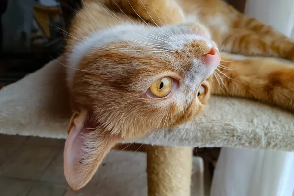 Evcil Hayvan Güzel Bir Safkan Housecat Portresi — Stok fotoğraf