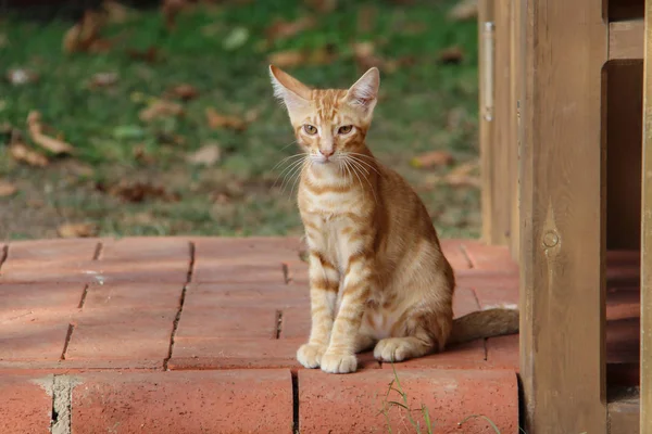 Zwierzęta Portret Piękne Rasowe Housecat — Zdjęcie stockowe