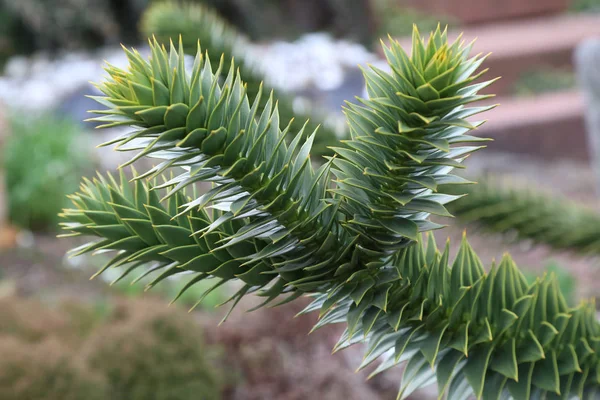 Opice Puzzle Stromu Araucaria Araucaria — Stock fotografie