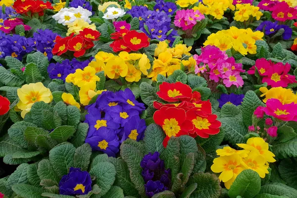Spring Sale Flowers Primrose — Stock Photo, Image