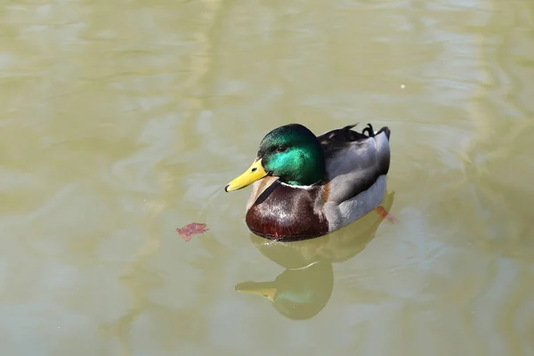 鳥川のアヒル — ストック写真