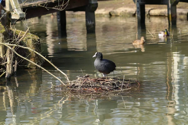 河上的鸟 河上的鸭子 — 图库照片
