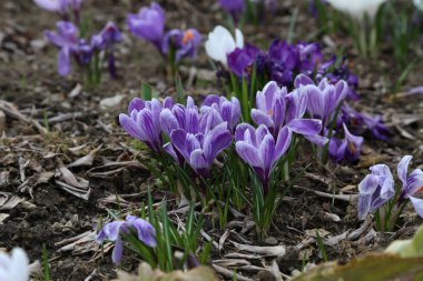 Çiğdemler / çiğdemler dikdörtgen
