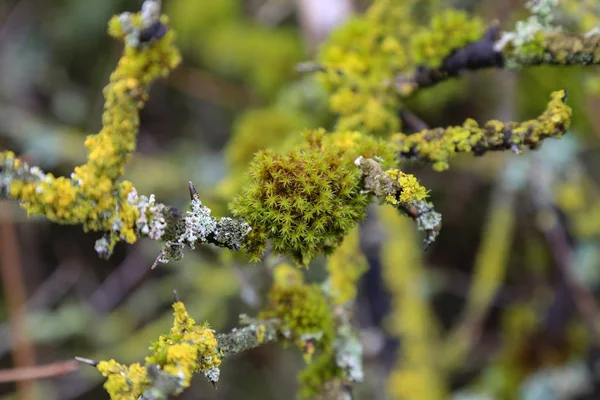 Ramas Árboles Cubiertas Musgo Liquen — Foto de Stock