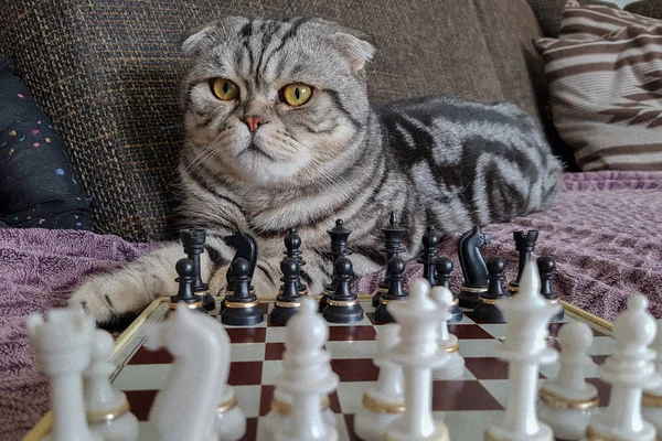 Jogos Do Gatinho Com Linha Vermelha Imagem de Stock - Imagem de branco,  felino: 75793509