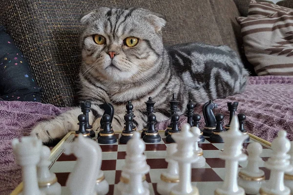 Кот Кот Шахматы — стоковое фото