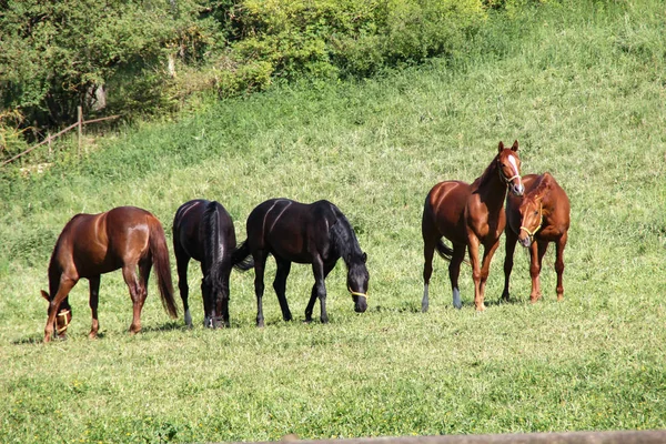 Cavalli Pascolano Prato — Foto Stock